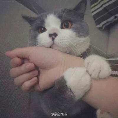烈火一刀h5gm版下载